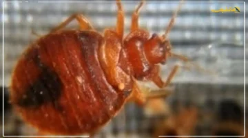 حقيقة الأوضاع داخل الجيش الإسرائيلي البق والبراغيث والأمراض الجلدية تنهش أجساد جنود الاحتلال 1